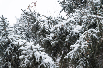 snow covered trees
