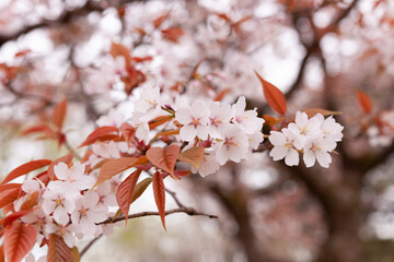 山桜の開花
