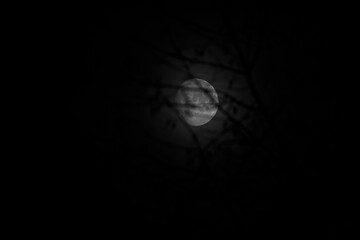 Nighttime image of a nearly full moon photographed through leafless branches in winter. 