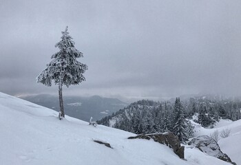 Vereiste Fichte in winterlicher Berglandschaft im Kampenwand Gebiet, Alpen, Bayern, Deutschland