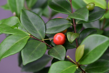 The fruit of Brazilian cherry, Grumichama,  Eugenia brasiliensis