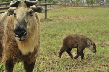 Fototapeta premium Animals are a traditionally distinguished category of organisms, currently considered as a biological kingdom. Animals are the main object of zoology study.