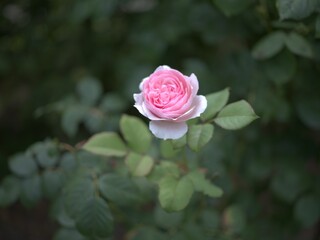 Full pink rose in garden 