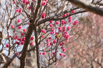 梅の花とメジロ　千葉県　日本