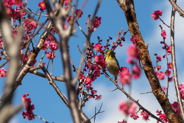 梅の花とメジロ　千葉県　日本