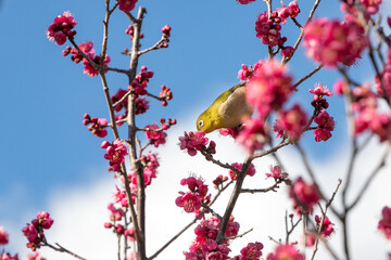 梅の花とメジロ　千葉県　日本