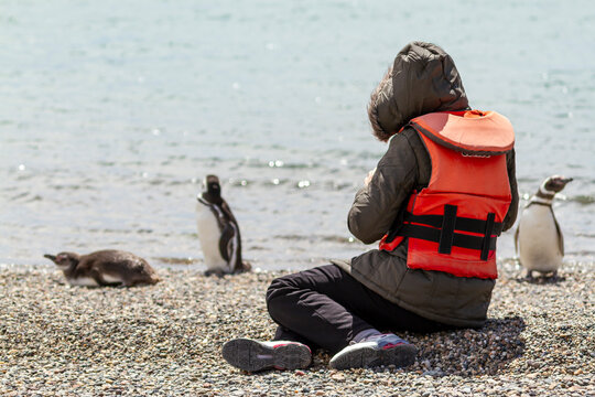 Unrecognizable person sitting on a rocky beach in Puerto Deseado in Argentine Patagonia observing the Magellanic penguins that are a short distance away.