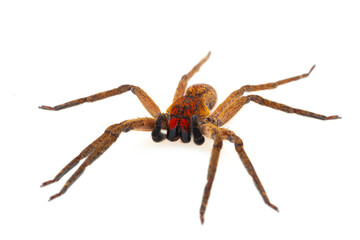 African spider (Ctenus africanus) on a white background