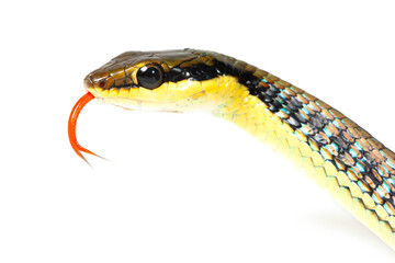 Painted bronzeback snake (Dendrelaphis pictus) tongue on a white background