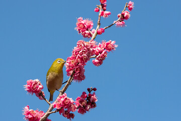 梅の花とメジロ　千葉県　日本