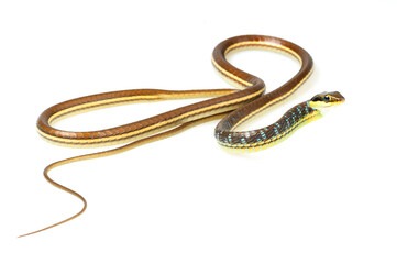 Painted bronzeback snake (Dendrelaphis pictus) on a white background