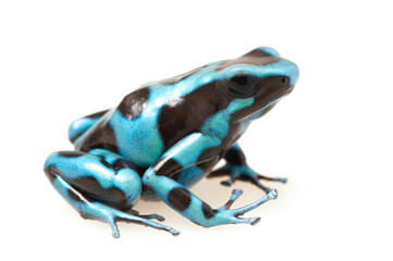 Green and black poison dart frog (Dendrobates auratus) on a white background
