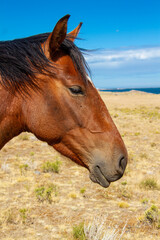 Obraz premium Close-up of the profile of the head of a red horse without bridles and free on a farm in Patagonia during the summer.