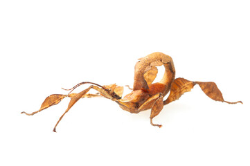 Spiny leaf insect (Extatosoma tiaratum) on a white background