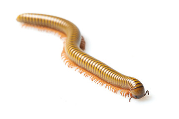 Green snake millipede on a white background