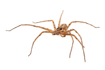 Huntsman spider (Heteropoda sp.) on a white background