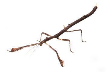 Stick insect (Hermagoras cultratolobatus) on a white background © Florian