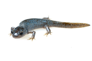 Oita salamander (Hynobius dunni) on a white background