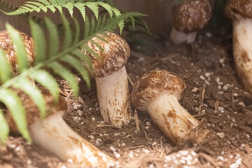 Matsutake pine mushroom growing in nature background.