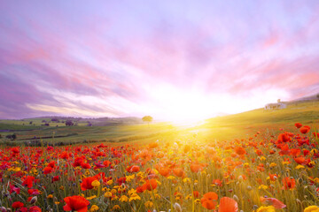Bright sunrise in the poppy field. Red poppies in the light of the setting sun. Rays of the setting...
