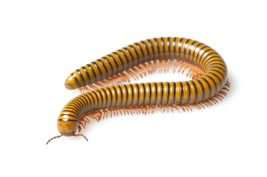 Green snake millipede on a white background