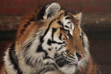 Obraz premium Animals are a traditionally distinguished category of organisms, currently considered as a biological kingdom. Animals are the main object of zoology study.