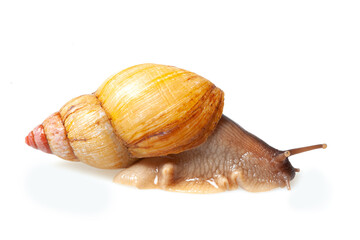Giant African pink-top snail (Lissachatina zanzibarica) on a white background