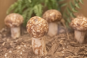 Matsutake pine mushroom growing in nature background.