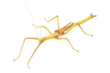 Asian stick insect (Lopaphus sphalerus) on a white background