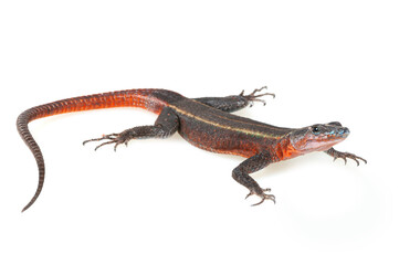 Fototapeta premium Common flat lizard (Platysaurus intermedius) on a white background