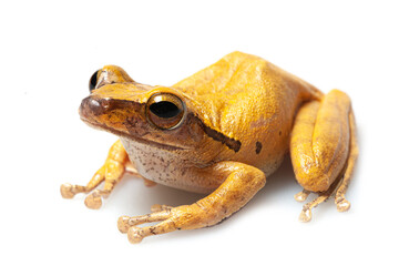 Common tree frog (Polypedates leucomystax) on a white background