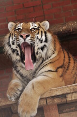 Animals are a traditionally distinguished category of organisms, currently considered as a biological kingdom. Animals are the main object of zoology study.