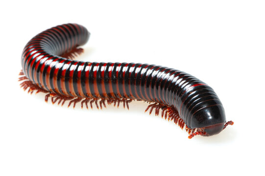 Red and black millipede (Pelmatojulus excisus) on a white background