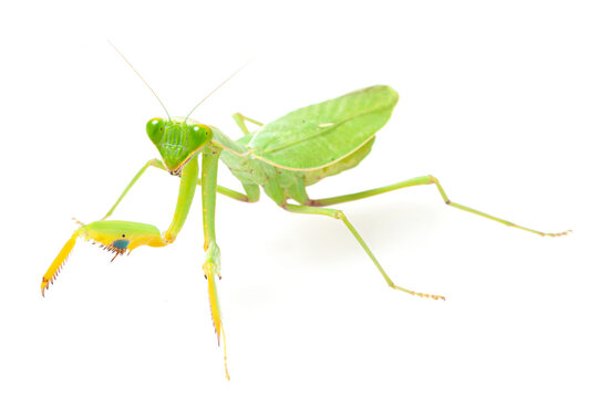 African praying mantis (Sphodromantis lineola) on a white background