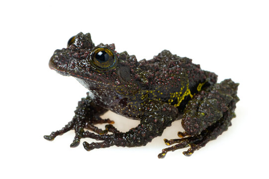 Chapa bug-eyed frog (Theloderma bicolor) on a white background