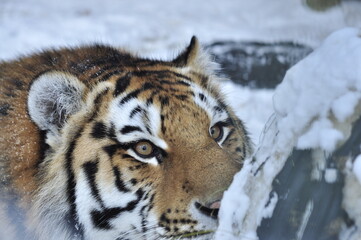 Obraz premium Animals are a traditionally distinguished category of organisms, currently considered as a biological kingdom. Animals are the main object of zoology study.
