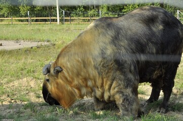 Animals are a traditionally distinguished category of organisms, currently considered as a...