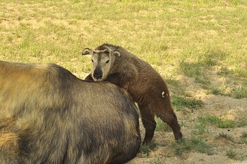 Fototapeta premium Animals are a traditionally distinguished category of organisms, currently considered as a biological kingdom. Animals are the main object of zoology study.