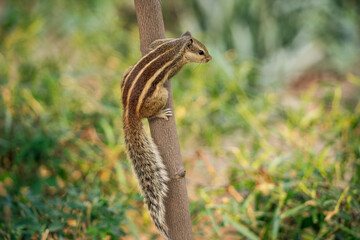 Indian palm squirrel 2