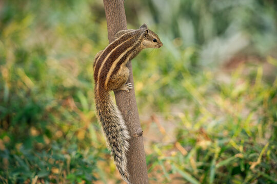 Indian palm squirrel 2 - Powered by Adobe