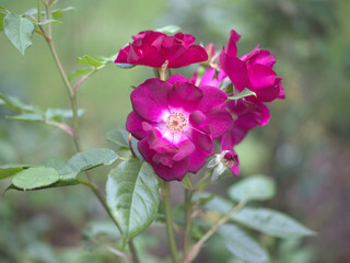 close up rose in garden 