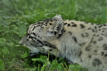 Animals are a traditionally distinguished category of organisms, currently considered as a biological kingdom. Animals are the main object of zoology study.