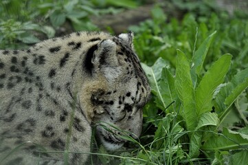 Fototapeta premium Animals are a traditionally distinguished category of organisms, currently considered as a biological kingdom. Animals are the main object of zoology study.