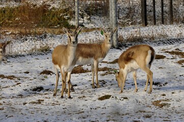 Animals are a traditionally distinguished category of organisms, currently considered as a biological kingdom. Animals are the main object of zoology study.