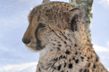 Animals are a traditionally distinguished category of organisms, currently considered as a biological kingdom. Animals are the main object of zoology study.