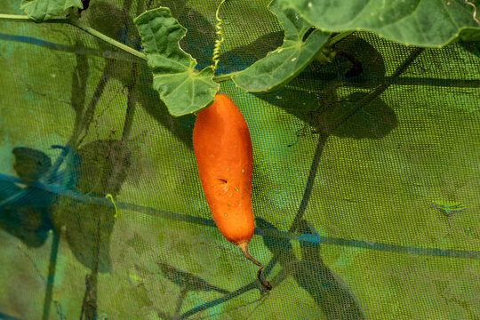 It is a orange color pointed gourd plant and It is delicious vegetable