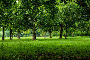It is a big mango orchard or garden. Mango is a famous fruit of Asia