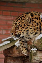 Animals are a traditionally distinguished category of organisms, currently considered as a biological kingdom. Animals are the main object of zoology study.