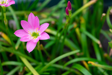 Top view group of blooming single fresh grandiflora pink flower with green leaves in botany garden.