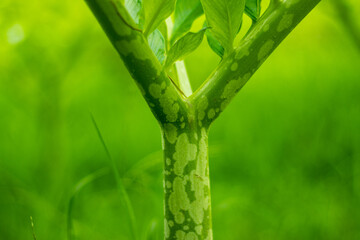 Whether you call it Suran, Jimikand, Elephant Foot Yam, Yam or Ole
